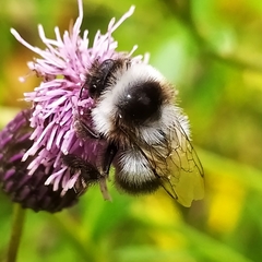 Bombus patagiatus