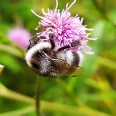 Bombus patagiatus