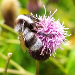 Bombus patagiatus