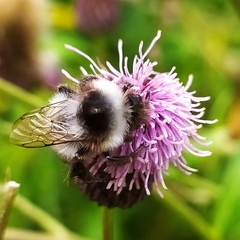 Bombus patagiatus