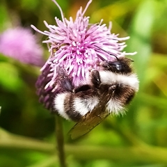 Bombus patagiatus
