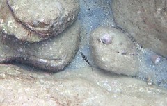 Epinephelus daemelii