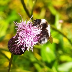 Bombus patagiatus
