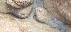 Epinephelus daemelii