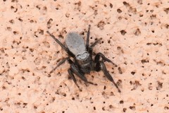 Phidippus octopunctatus