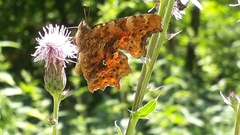 Polygonia c-album