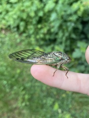 Neotibicen latifasciatus