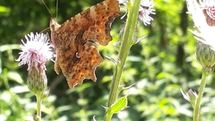 Polygonia c-album