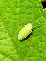 Gypona melanota