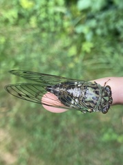 Neotibicen latifasciatus
