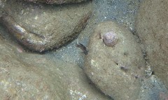 Epinephelus daemelii