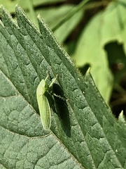 Gypona melanota