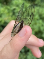 Neotibicen latifasciatus