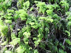 Hymenophyllum multifidum