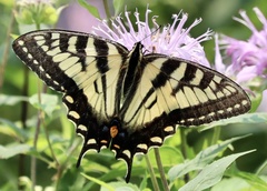 Papilio canadensis × glaucus