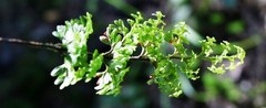 Hymenophyllum multifidum