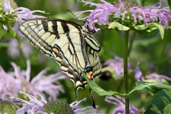 Papilio canadensis × glaucus