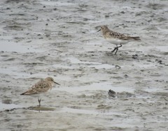 Calidris bairdii
