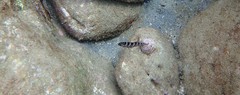 Epinephelus daemelii