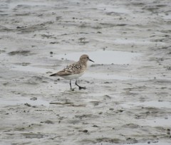 Calidris bairdii