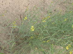 Linaria odora
