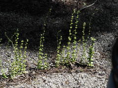 Triodanis lamprosperma