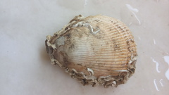 Laevicardium oblongum