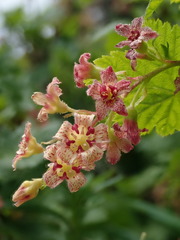 Ribes acerifolium