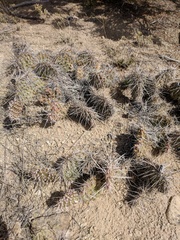 Opuntia polyacantha