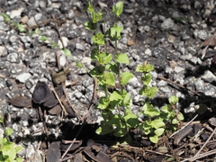 Triodanis lamprosperma