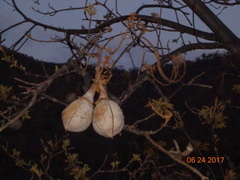 Ceiba aesculifolia