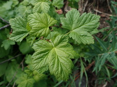 Ribes acerifolium