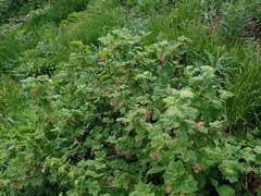 Ribes acerifolium
