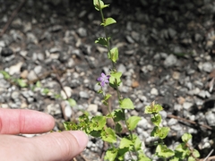 Triodanis lamprosperma