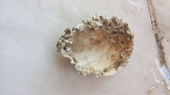 Laevicardium oblongum