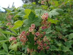 Ribes acerifolium