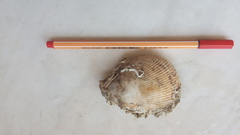 Laevicardium oblongum