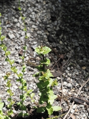 Triodanis lamprosperma