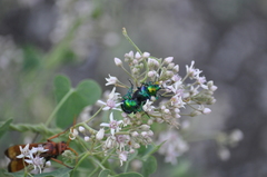 Chrysochares asiaticus