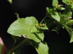 Triodanis lamprosperma