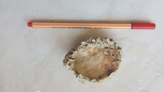 Laevicardium oblongum