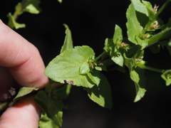 Triodanis lamprosperma