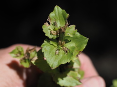 Triodanis lamprosperma