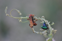 Cryptocheilus rubellus