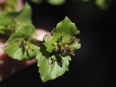 Triodanis lamprosperma