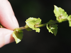 Triodanis lamprosperma