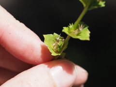 Triodanis lamprosperma