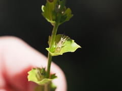 Triodanis lamprosperma