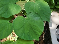 Cercis canadensis