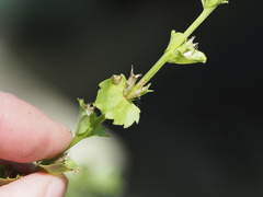 Triodanis lamprosperma